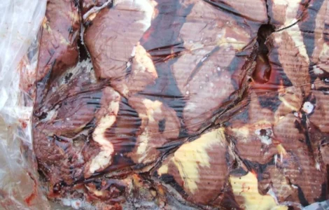 Сердце конское