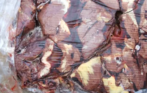 Сердце конское