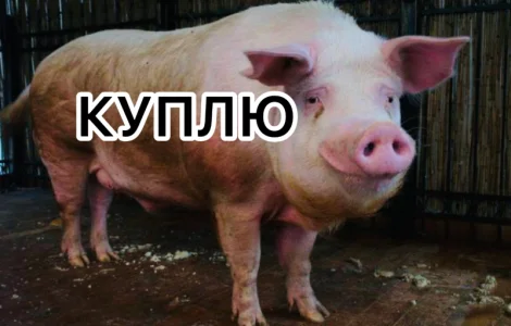 Куплю відкорм