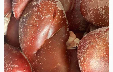 Продам нирки свинні За запитом