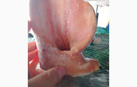 Продам вуха свинні За запитом