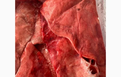 Продам легені свинні За запитом