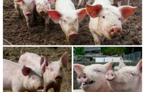 Свинина живым весом опт