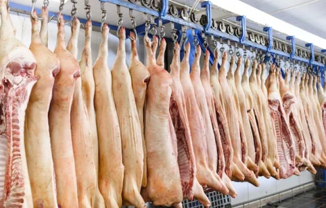 Туши свиные свежий забой