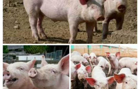 Свинина живым весом