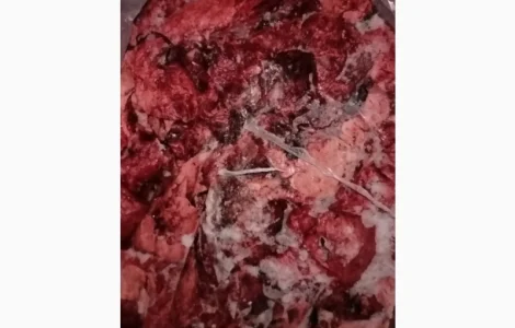 Продам лёгкое свиное