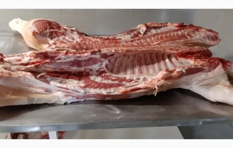 Куплю напівтуші свинні