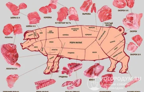 Покупаем замороженную свиную: вырезка, корейка, лопатка, окорок, ошеек