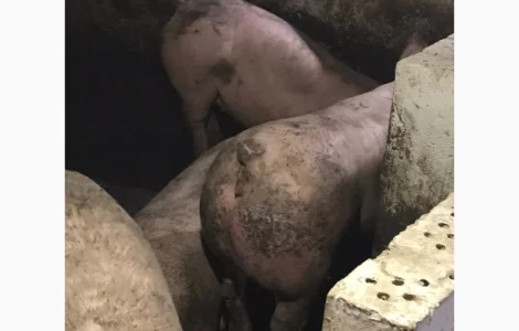 Куплю живым весом свиней разных категорий от 50 гол