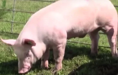 Продаем свиней партиями от 30 гол весом от 110 кг выше на постоянной основе