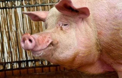 Мясо свинины Одесса цена