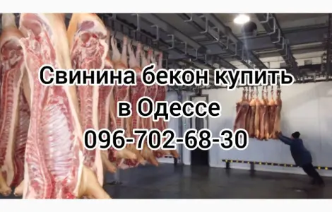 Свинина свежий забой цена