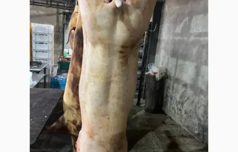 Мясо свинины Одесса продажа