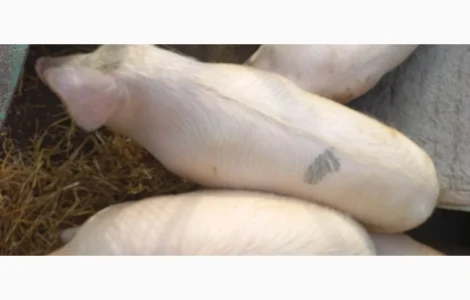 Продам свиней живою вагою (Полтавська обл.)