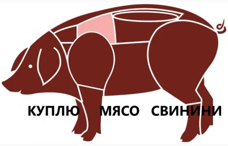 Куплю свинину (1 сорт