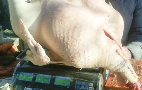 Мясо домашней индейки