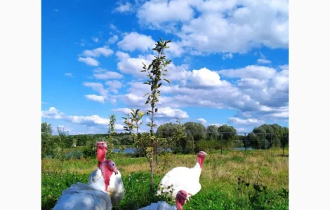 Індик домашній