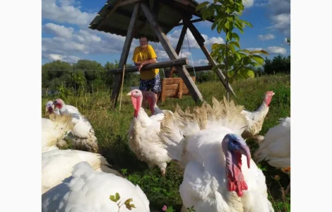 Індиче домашнє м"ясо