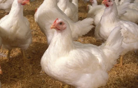 Куплю бройлеров живым весом от 1000 штук