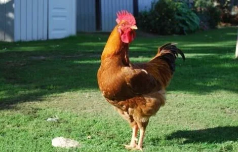 Продам петухов и кур живым весом