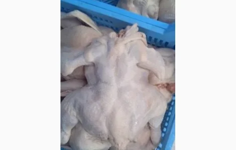 Куплю охолоджену курку оптом до 10 тонн щодня