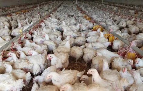 Бройлери живою вагою та тушками