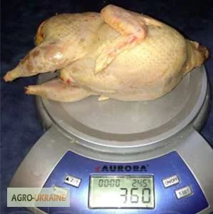 Свежее мясо перепела с домашней фермы