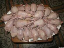 Продам тушку перепела