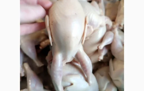 Продам тушки перепелів