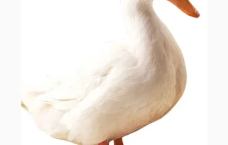 Куплю качку живою вагою