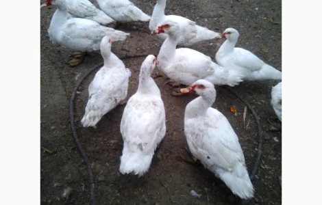 Продам м'ясо тушки індокачок, або живою вагою