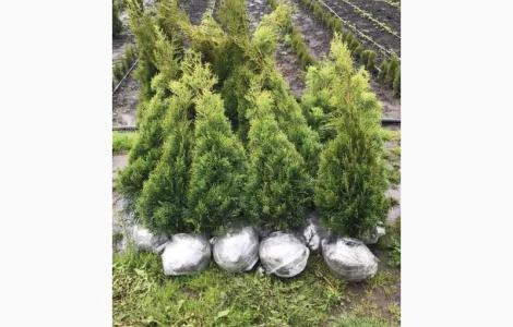 Туя Смарагд 1 метр