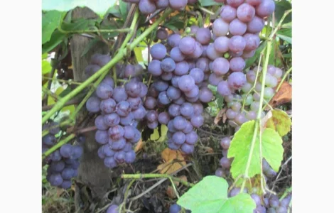 Продам саженцы винограда Американского "Юпитер" бескосточкового