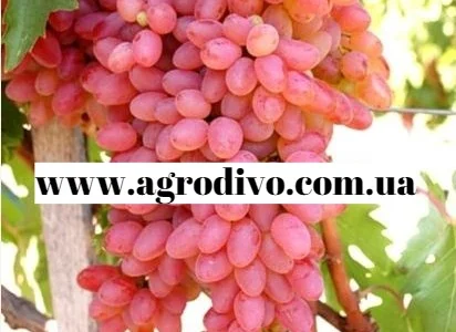 Саженцы столовых сортов винограда от питомника "Агродиво"