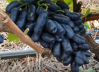 Саженцы столового и винного винограда с хорошими корнями