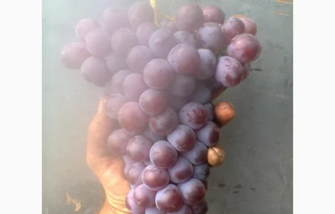 Продам собственно корневые саженцы изабеллы розовой крупноплодной