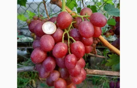 Еталонні саджанці районованих сортів винограду