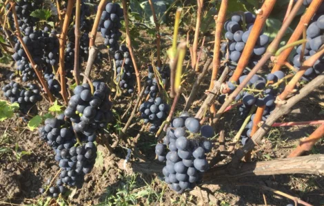 Продам саженцы технического(винного) винограда Пино Нуар в г.Сумы