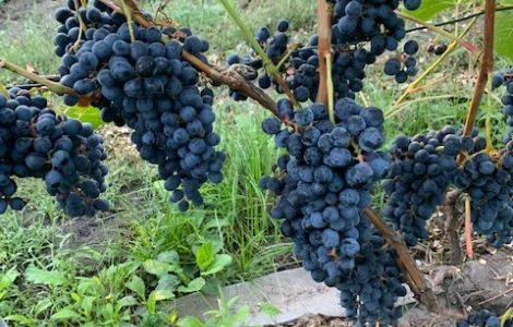 Продам вегетирующие корнесобственные саженцы винограда винных сортов