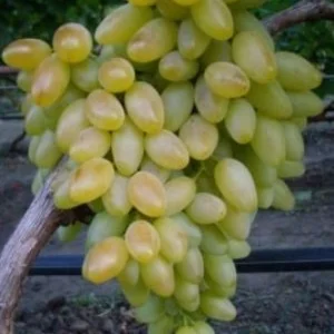 Виноград Столетие