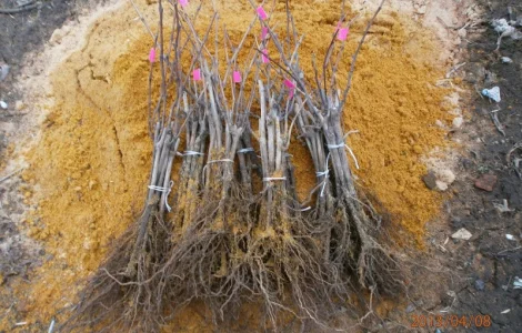 Продам саженцi та черенки винограда