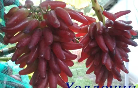 Продам черенки винограда. Кишмиші та столові форми