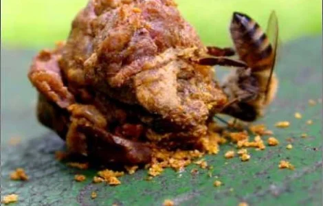 Настоянка прополісу – природний засіб для здоров'я