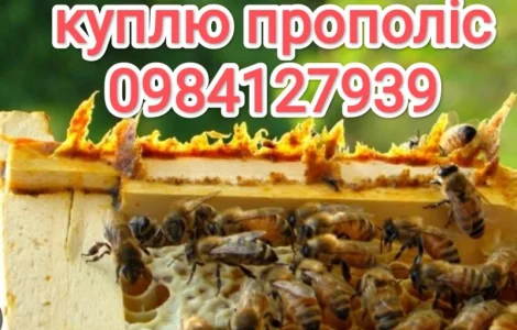 Купую прополіс у великих обсягах