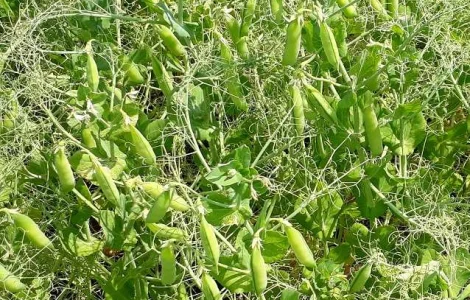 Продам насіння жовтого гороху, сорту Мадонна