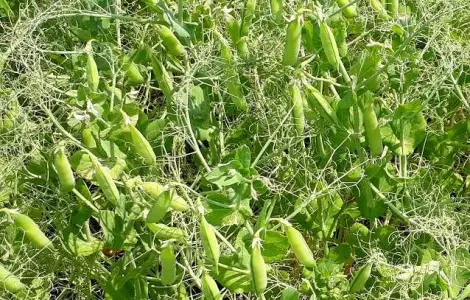 Продам насіння жовтого гороху
