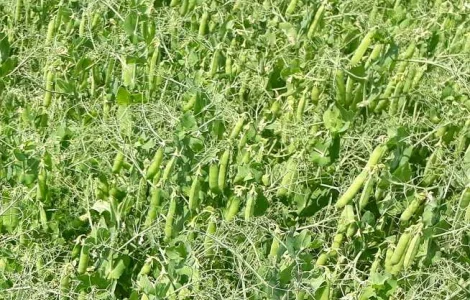 Продам насіння гороху сорту Грегор 1-Р