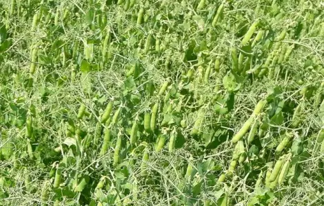 Продам насіння гороху сорту Грегор 1-Р