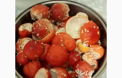 Продается сушеный красный мухомор