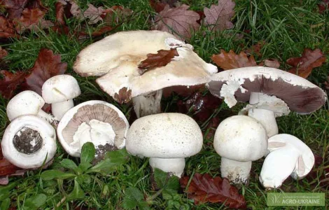 Грибница шампиньона,  др. грибов: кольцевик,  масленок,  лисичка,  подосиновик,  вешенка